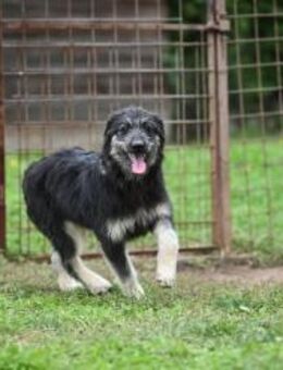 Jeremy, freundlich u verspielt - Linden (Hessen)