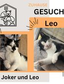 Liebevolles Zuhause gesucht für Joker und Leo ❤️ in 78247