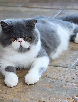 Kurzhaar-Perser-Kitten (Exotic Shorthair) mit Stammbaum - Rastow