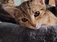 Babykitten suchen ein liebevolles Zuhause ♥️ - Frankfurt (Main)