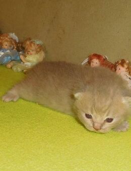 Campino BKH Kitten mit STB - Guntersblum