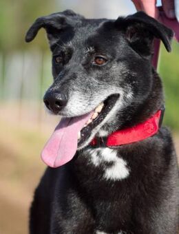 Carusita ihre Vermittlung ist dringend - Laatzen