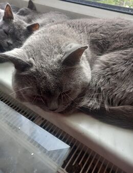 Bkh Kater in blau - Olbersdorf