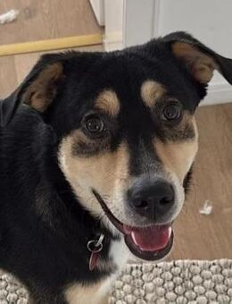 Aarne mit Herz und Köpfchen - Kallmünz