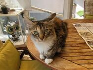 Diva sucht sicheren Freigang - Margetshöchheim