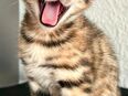 Reinrassige Bengal Kitten mit XXL Rosetten - Sofort Abgabebereit in 32549