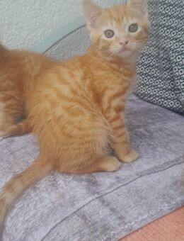Katzenbaby - Dortmund Westerfilde