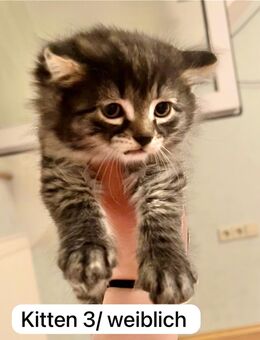 Kitten zu verkaufen - Babykatze EU Kurzhaar Tiger - Ostrach