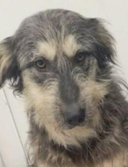 MAYA sucht Familie - Gefrees