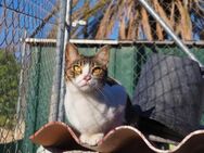 Sanfte, liebe Katze Mica - Karlsruhe