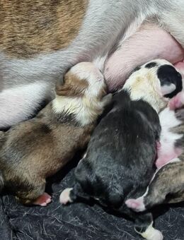 New English Bulldog, Alternative Bulldogge, Bulldogge, Französische Bulldogge - Gera