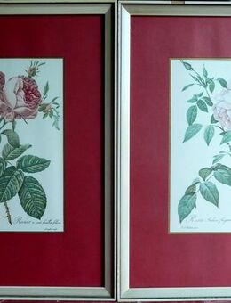 1 Paar gerahmte wunderschöne Rosen- Abbildungen / Drucke - Niederfischbach