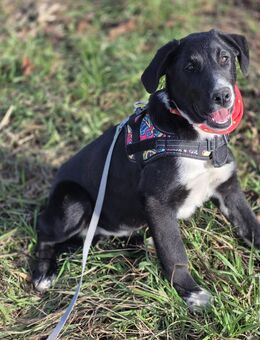 Unsere sehr verschmusten Labradormischlingswelpen ca 35-40 cm groß - Hohe Börde