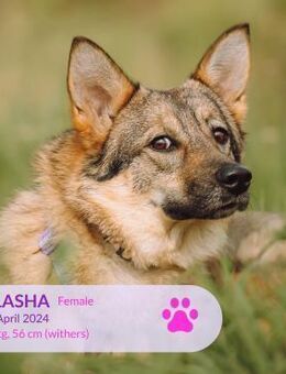 unsichere Glasha f. sicheren Hafen - Augsburg