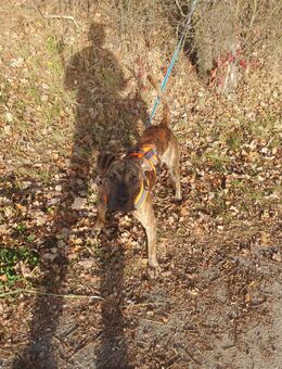 Boxer-Mischling, 1 Jahr alt - Schwäbisch Hall