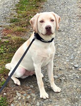 wir suchen ein liebevolles Zuhause für unseren Labrador-Welpen - Wiehl