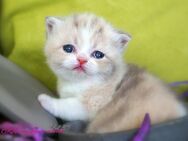 Britischkurzhaarmädchen in lilac-torbie-white mit Stammbaum - Lamerdingen
