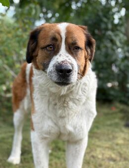 Ruslan - sucht souveräne Menschen - Köln