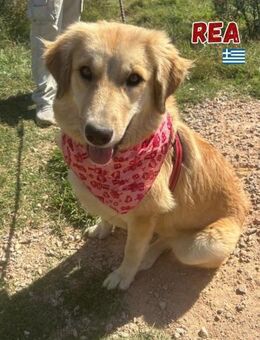 Rea - neugierig und lernwillig - Heppenheim (Bergstraße)