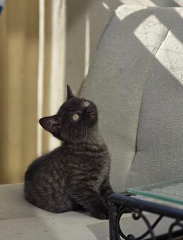 BKH-Kitten bald abzugeben - Düsseldorf