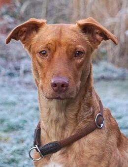 PUCKY-ANMUTIGER LEBENSBEGLEITER - Algermissen