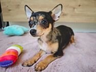 Pomchi (Chihuahua,Zwergspitz) nur noch 3 Welpen suchen ein Zuhause - Namborn