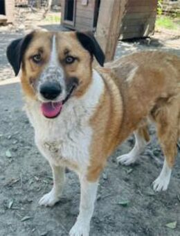 Barney Pflegestelle oder Zuhause gesuc - Oberwies