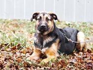 Wulfi sucht ein aktives Zuhause - Ottweiler