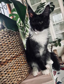 Main Coon Kater - Schechen