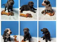 Leopard-Labrador/ Aussiedor Welpen - Perach