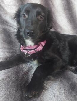 Sindy, süßer Mischlings Welpe - Remagen