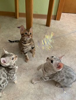 Bengal Kitten - Oberwesel