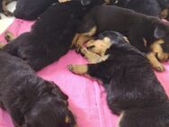 Rottweiler Welpen suchen ein neues Zuhause - Bremerhaven