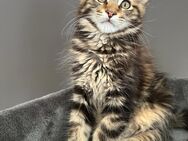 Reinrassiges Maine Coon Kitten Caruso mit Abstammungsnachweis - Bottrop