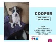 Cooper Ein neugieriger Welpe - Rambin