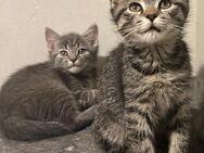 3 Monatelang kitten, BKH-Neva Masquerade mix - Stuttgart