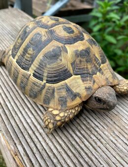 Griechische Landschildkröte Testudo Hermanni (THB) männlich mit EU-Bescheinigung 7 Jahre c. 350 g - Schallstadt
