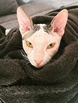 Tolle Sphynx Katzen abzugeben - Sandhausen