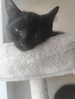 Unsere letzten 2 Aus der Räuberbande suchen ab dem 13.12 Ihr neues Zuhause - Hambühren