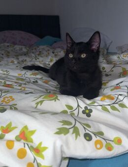 Baby Katzen - Künzell