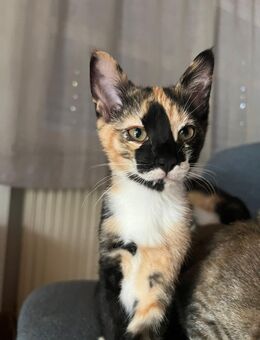 Babykatzen - Faulbach