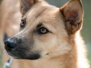 Liebe verspielte Abby sucht Zuhause - Großefehn