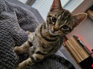 Süße Katzenbabys abzugeben - Lingen (Ems)
