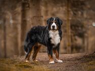DECKRÜDE Berner Sennenhund - Arnsberg