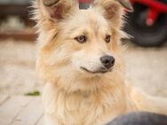Fröhliche Iriska sucht ihr Körbchen - Ottweiler