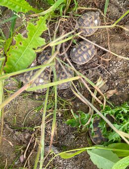Griechische Landschildkröten von 2024 - Waldstetten (Bayern)