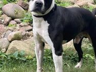 Aldin ❤️ zauberhafter Hundejunge - Bad Oeynhausen