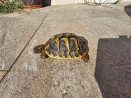 Griechische Landschildkröte weiblich 2020 - Bingen (Rhein)