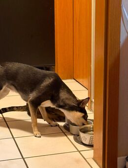 Süße Hündin abzugeben - Halle (Westfalen)