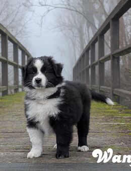 Traumschöne Australian Shepherd Welpen - Drei Gleichen